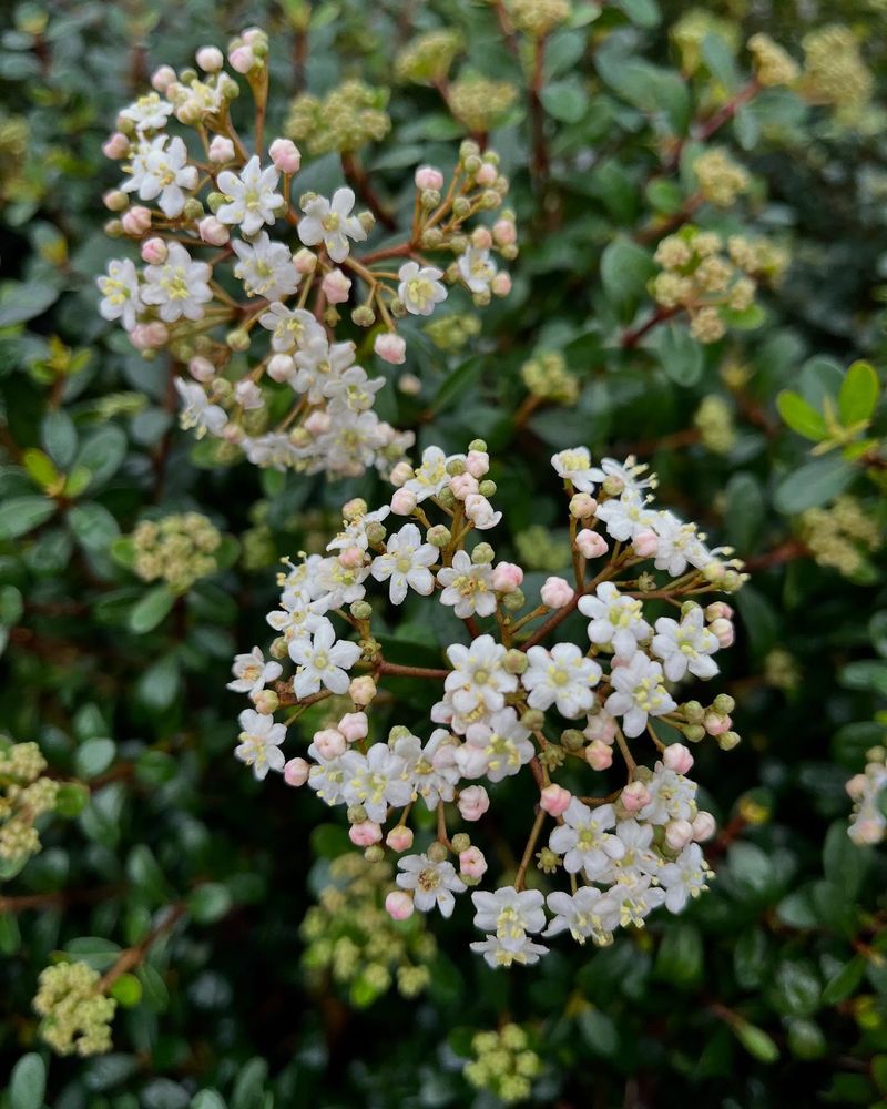 Walter's Viburnum (Viburnum obovatum)