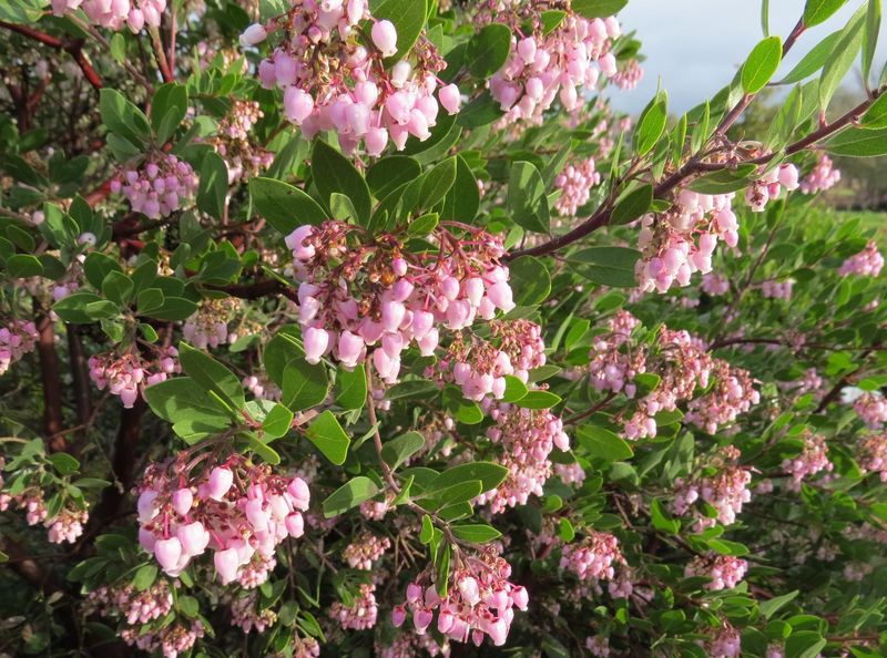Manzanita's Dune-Protected Garden Sanctuary