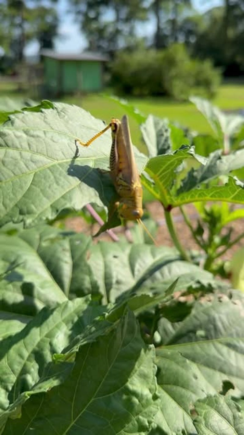 Inadequate Pest Prevention