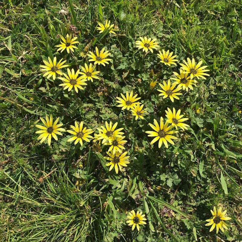 Letting Weeds Go to Seed