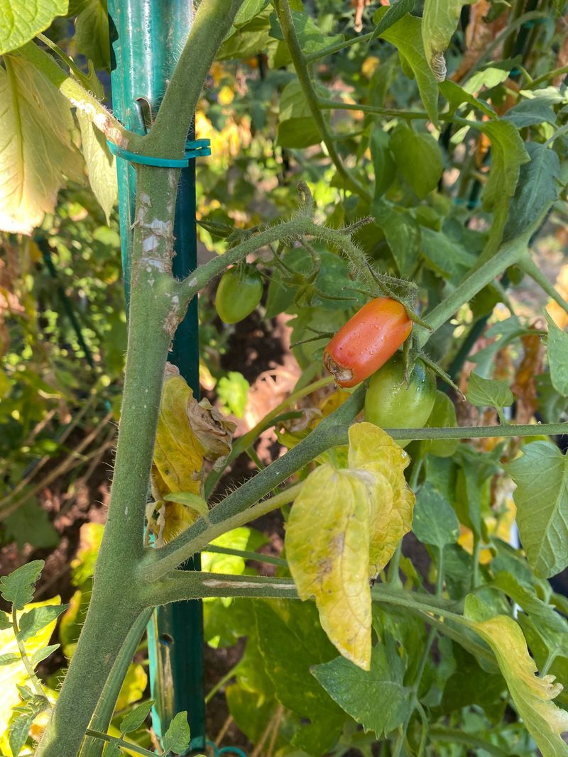 Improper Tomato Maintenance