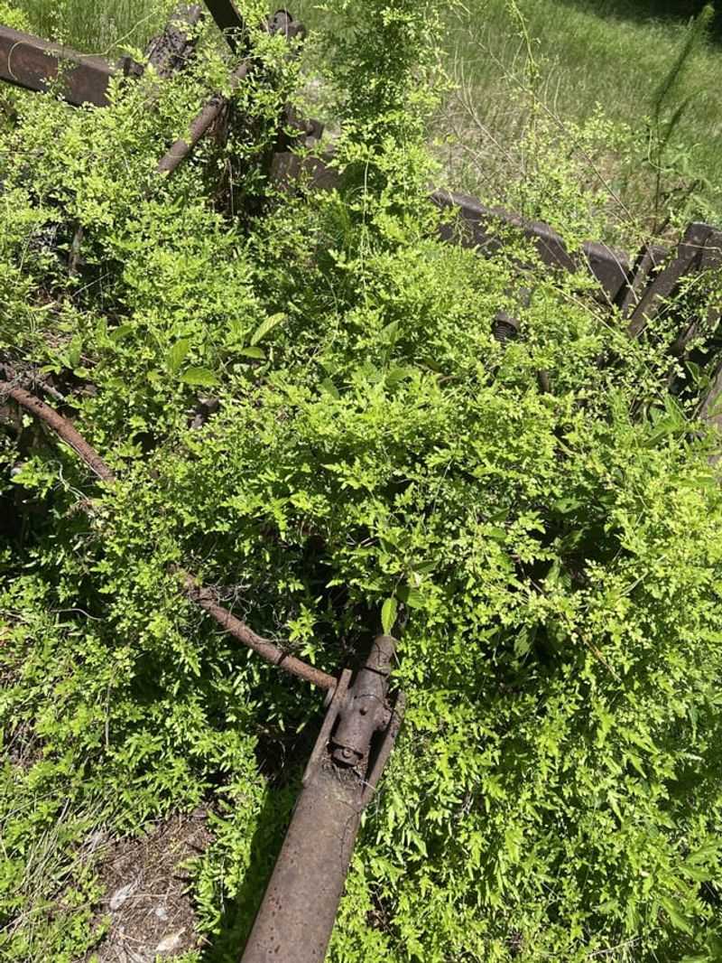 Old World Climbing Fern