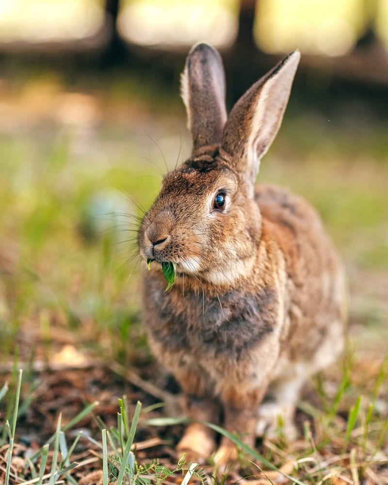 Cottontail Rabbits