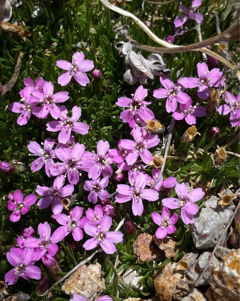 Moss Campion