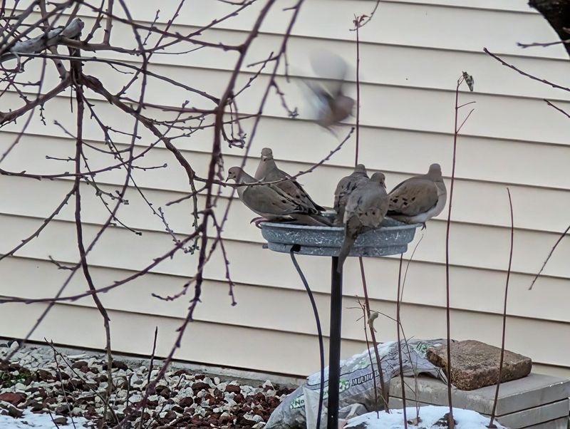 Inadequate Winter Care