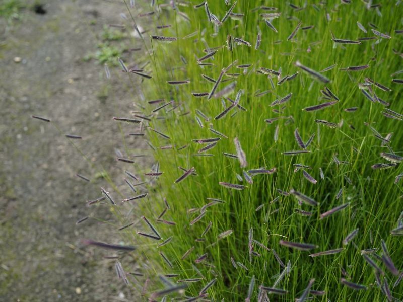 Thirsty Non-Native Grass