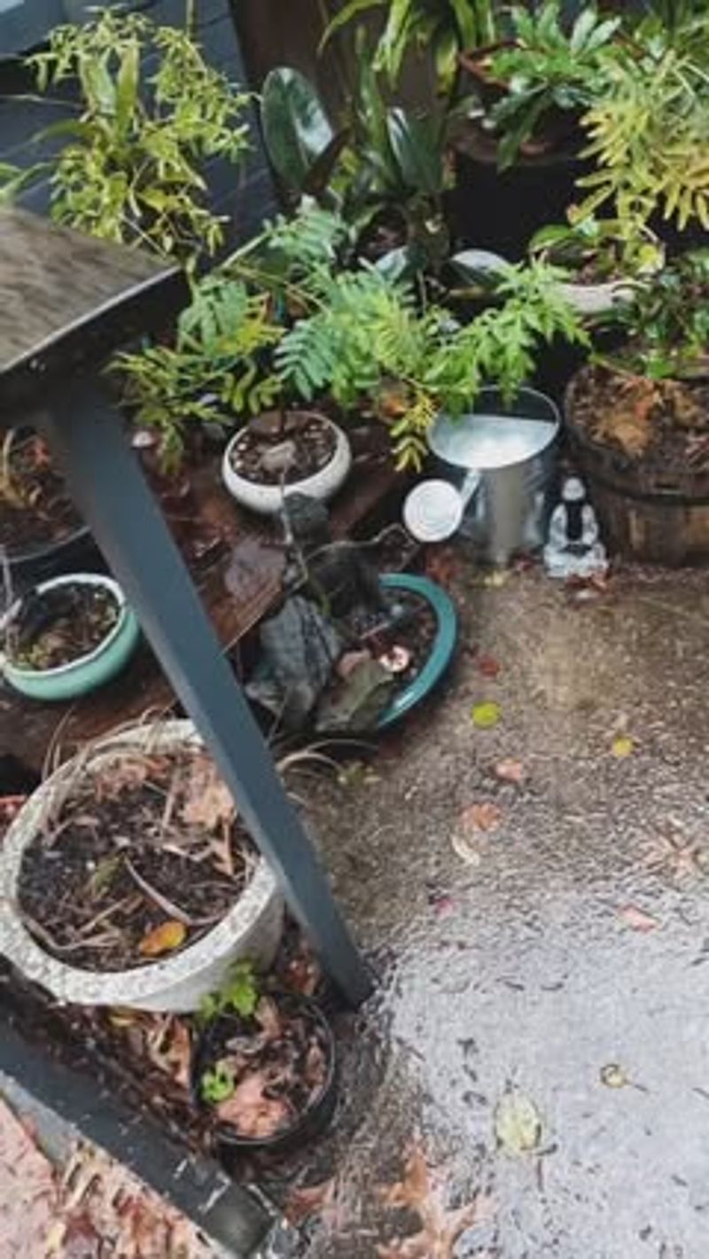Morning Tea Rituals With Your Plants