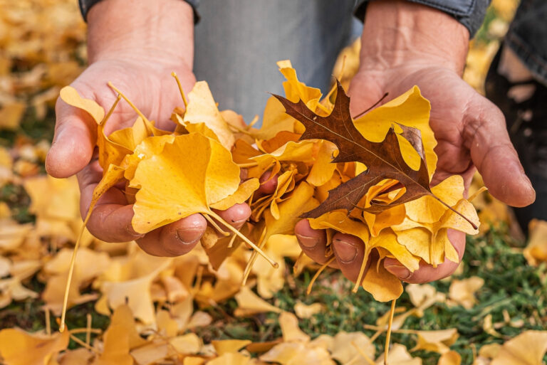 Male hands rake fallen yellow foliage from lawn (featured image)