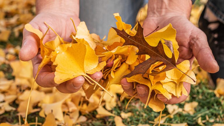 Male hands rake fallen yellow foliage from lawn (featured image)