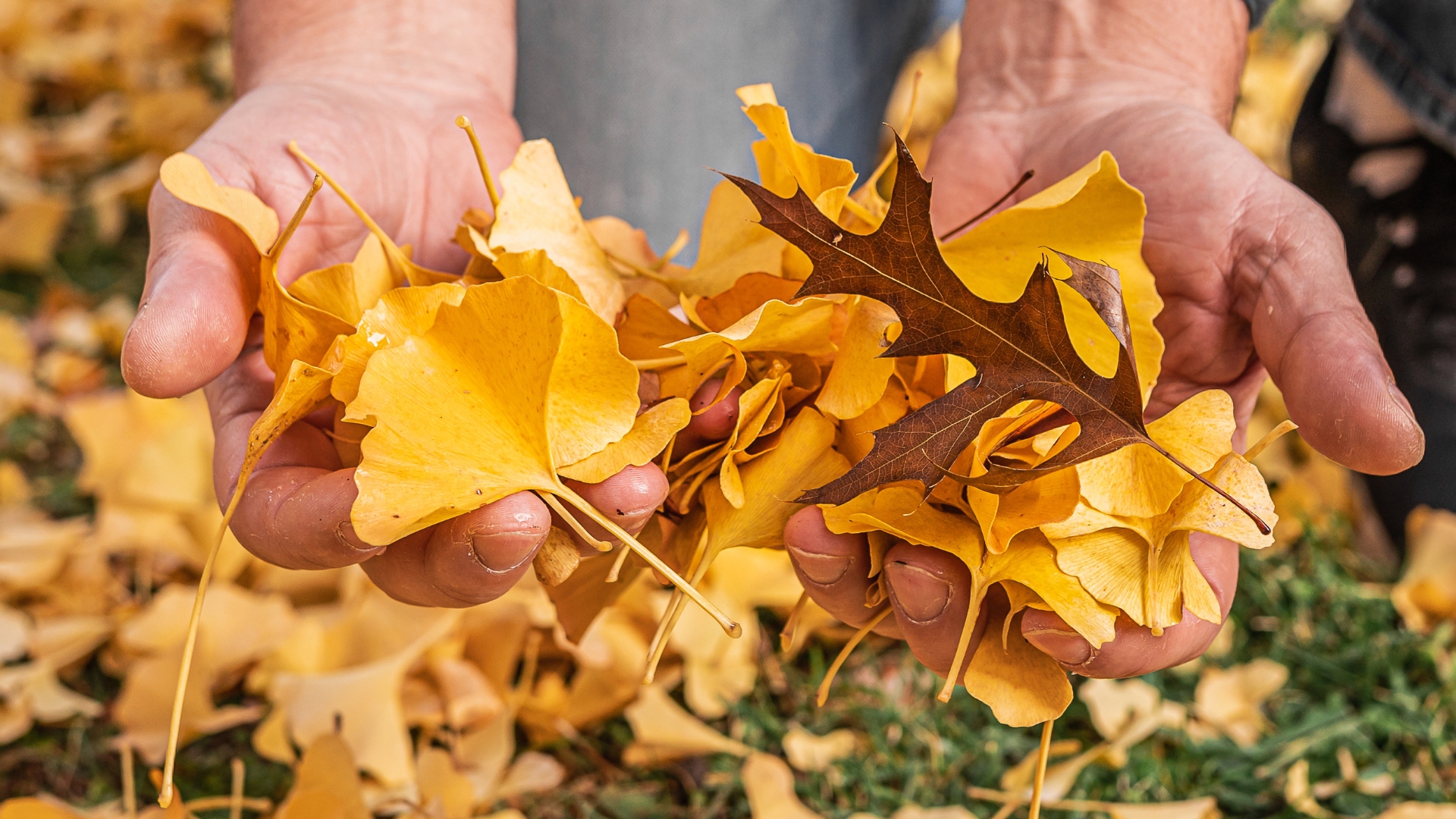 Slow Gardening Practices Memphis Gardeners Could Use For Mindful Fall Tasks