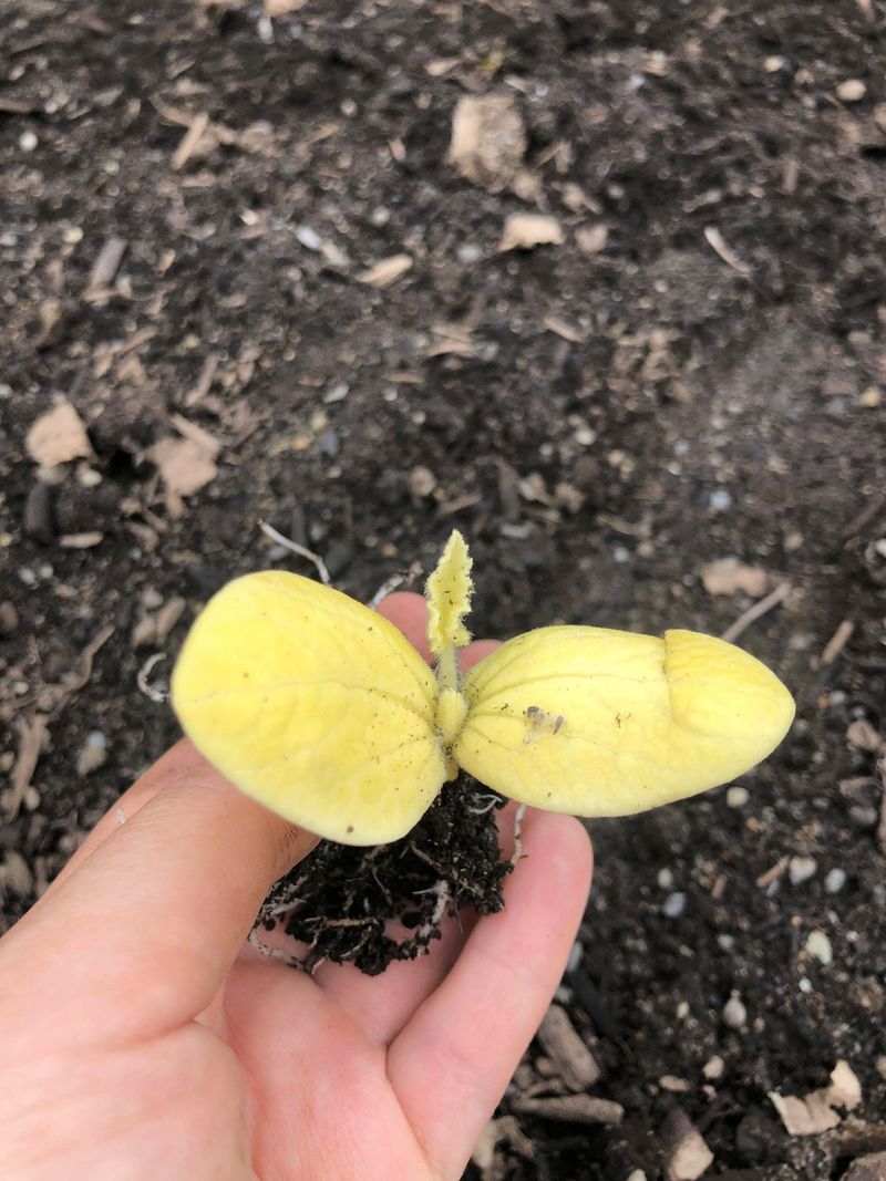 Poor Flowering and Fruiting