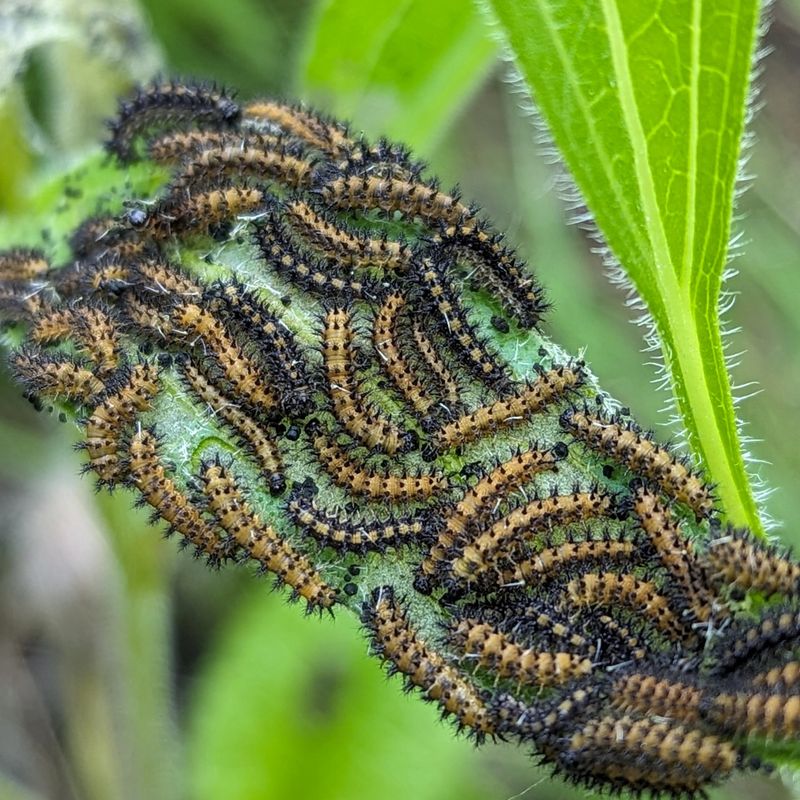 Caterpillar Chomping Parties