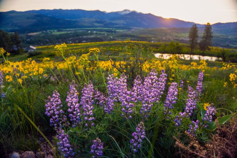 washington wildflower meadow