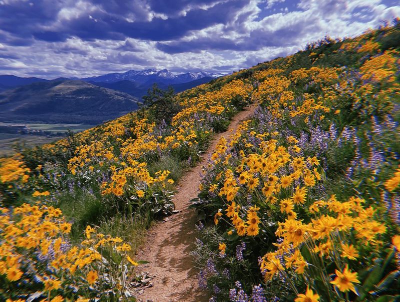 Winthrop's Methow Valley Bloom