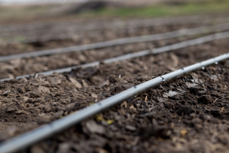 Using drip irrigation on a field (featured image)