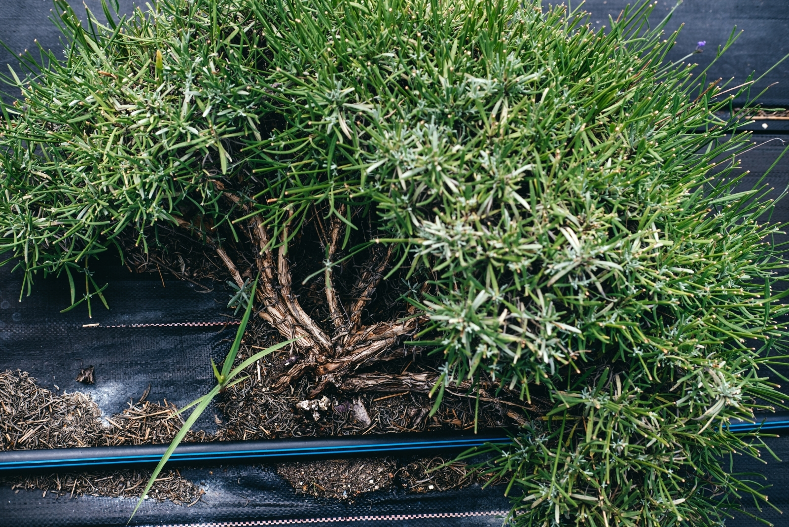 Smart Irrigation Features Salt Lake City Gardens Could Use For Fall Efficiency