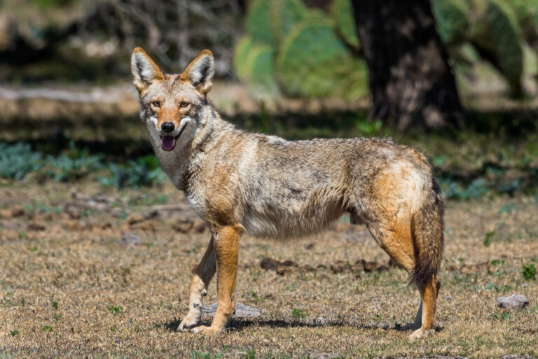Coyote (featured image)