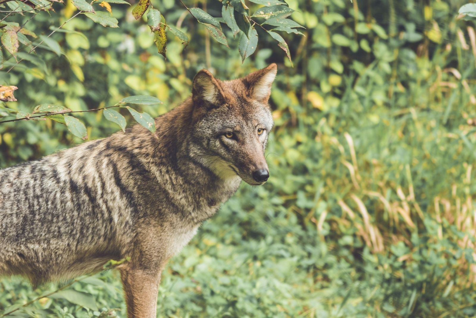 Smart Steps To Take If A Coyote Turns Up In Your New Jersey Yard (And 3 You Shouldn’t)