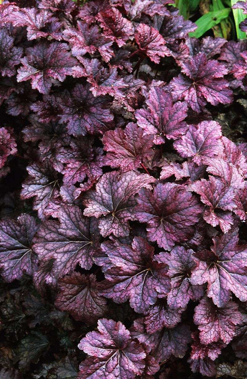 Heuchera 'Palace Purple'
