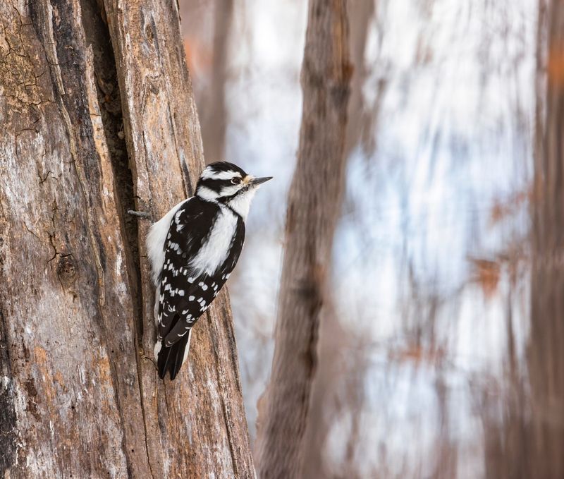 Woodpecker Distraction Device