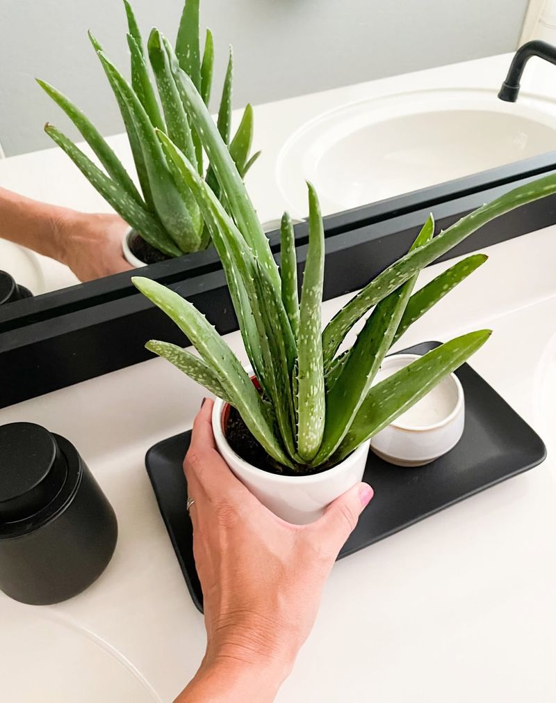 Aloe Vera's Humidity Horror