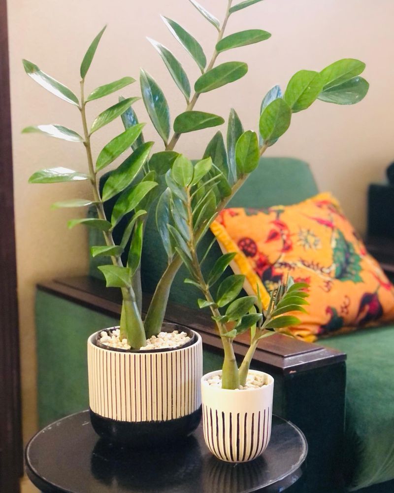 ZZ Plant