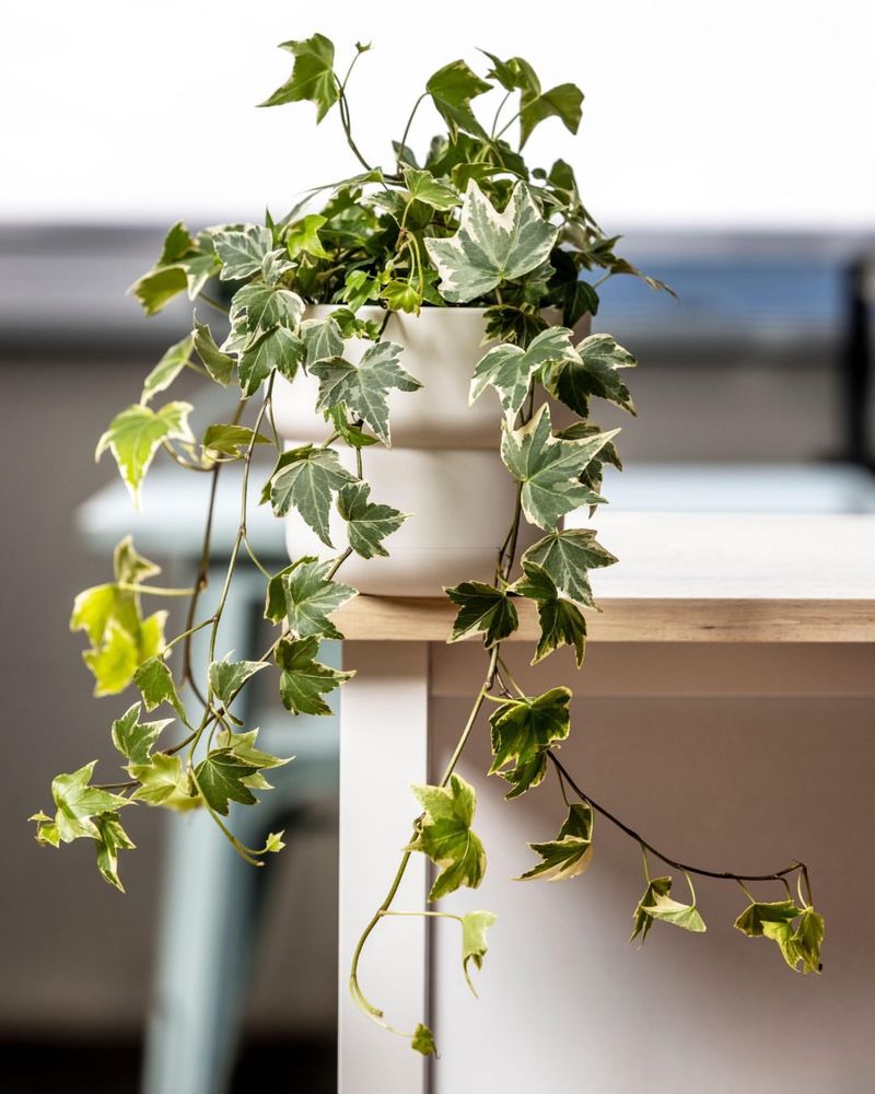 English Ivy