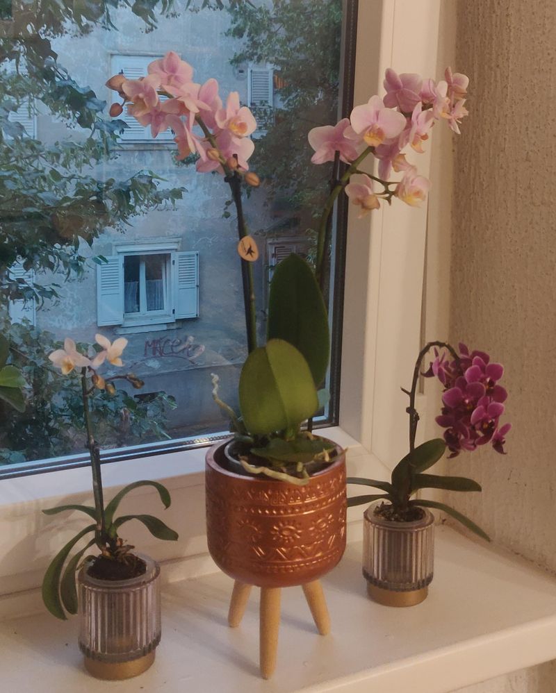 Orchids