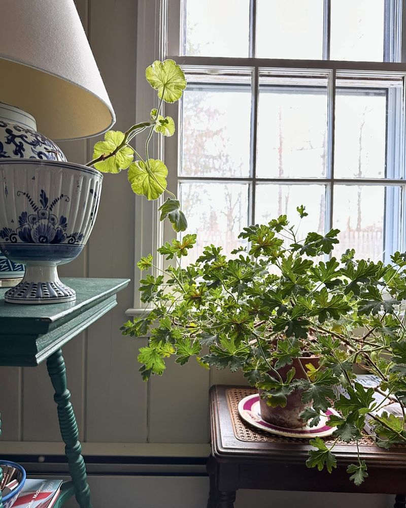 Geranium