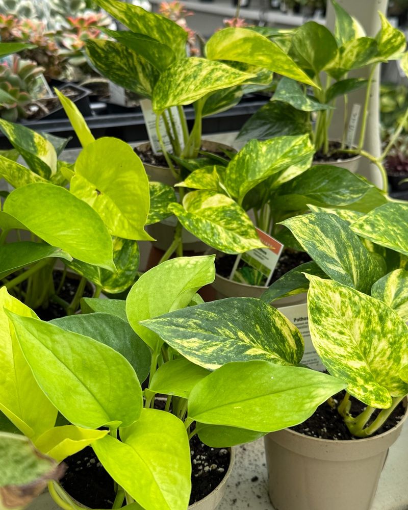 Pothos: The Nearly Indestructible Vine
