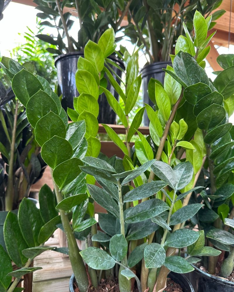 ZZ Plant (Zamioculcas zamiifolia)