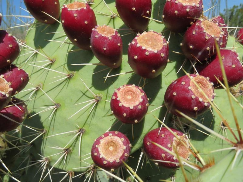 Prickly Pear Cactus
