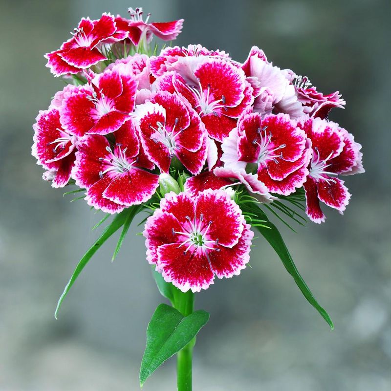 Sweet William
