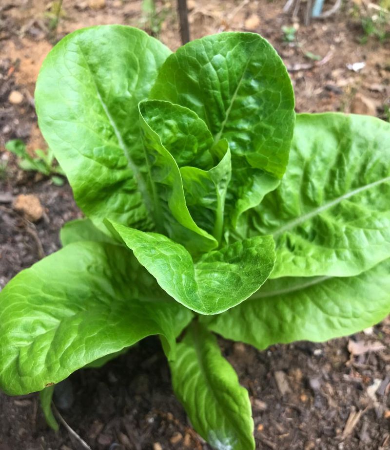 Lettuce Loves The Temperature Dance
