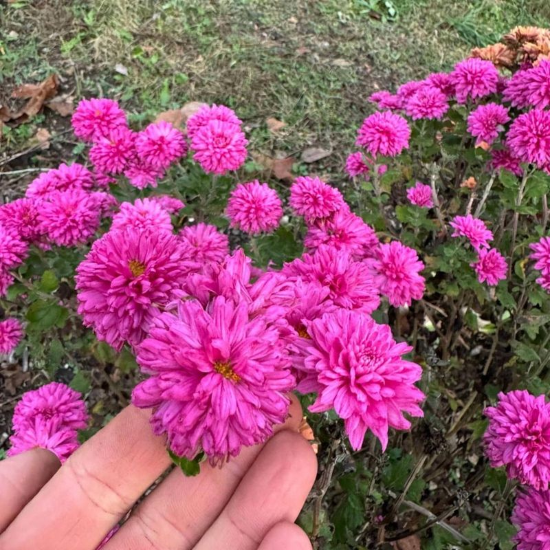 Chrysanthemums