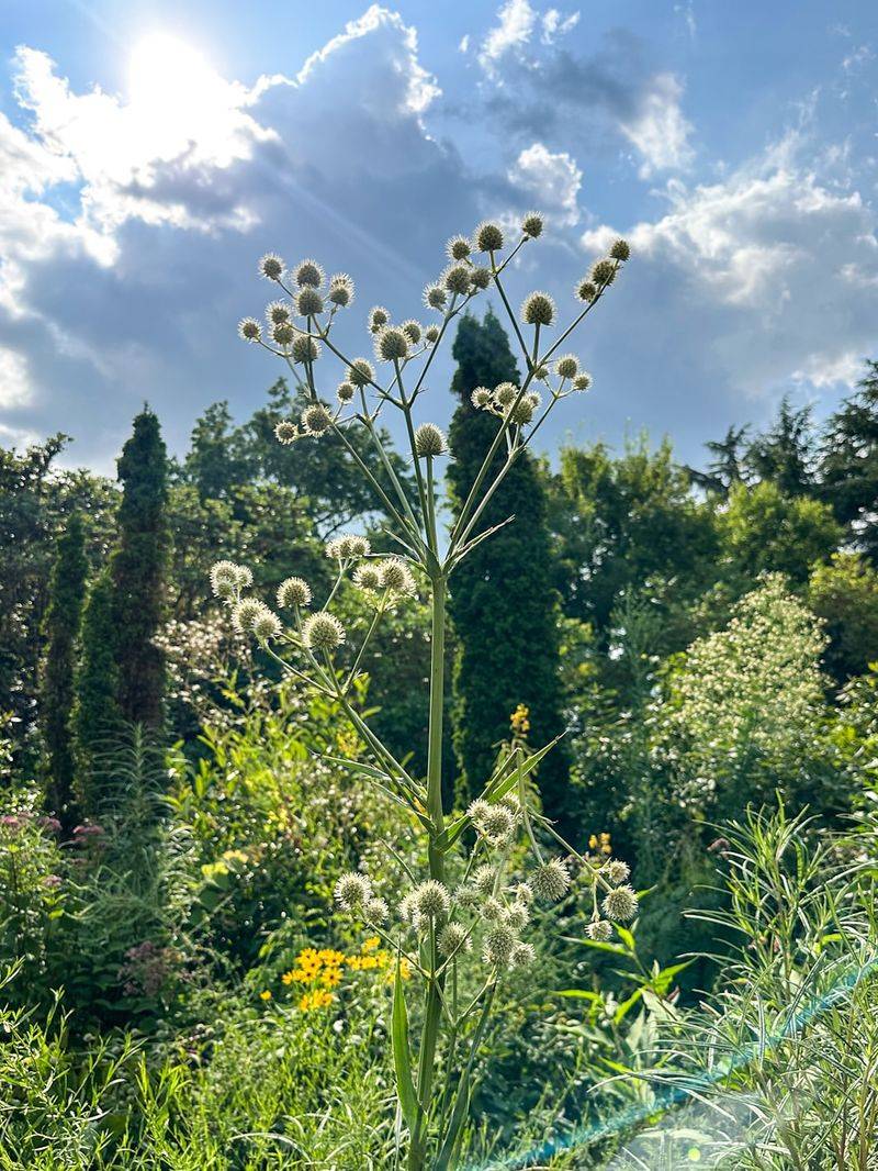 Rattlesnake Master