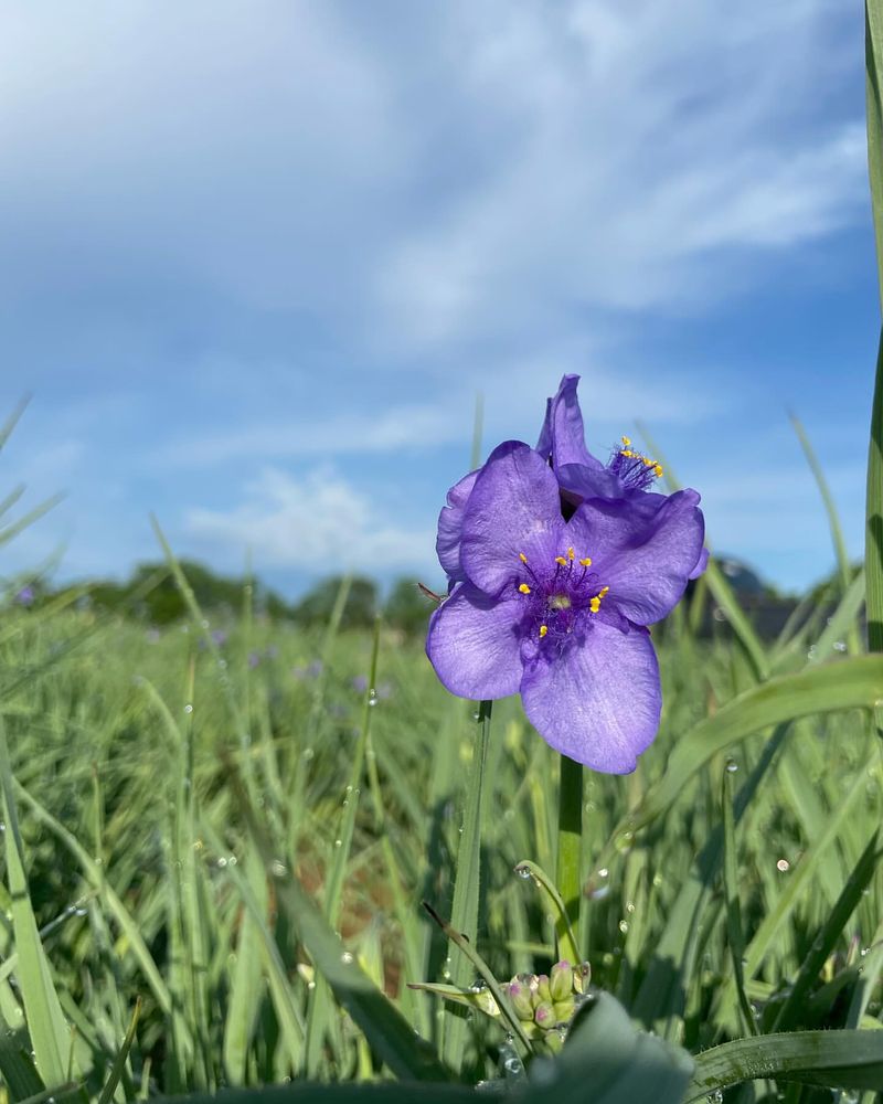 Ohio Spiderwort (Tradescantia ohiensis)