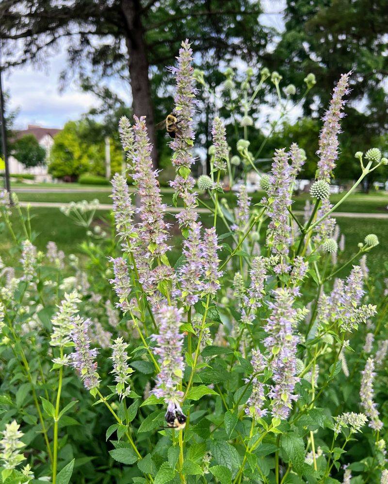 Anise Hyssop