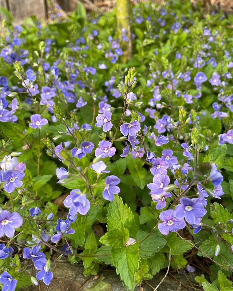Creeping Speedwell