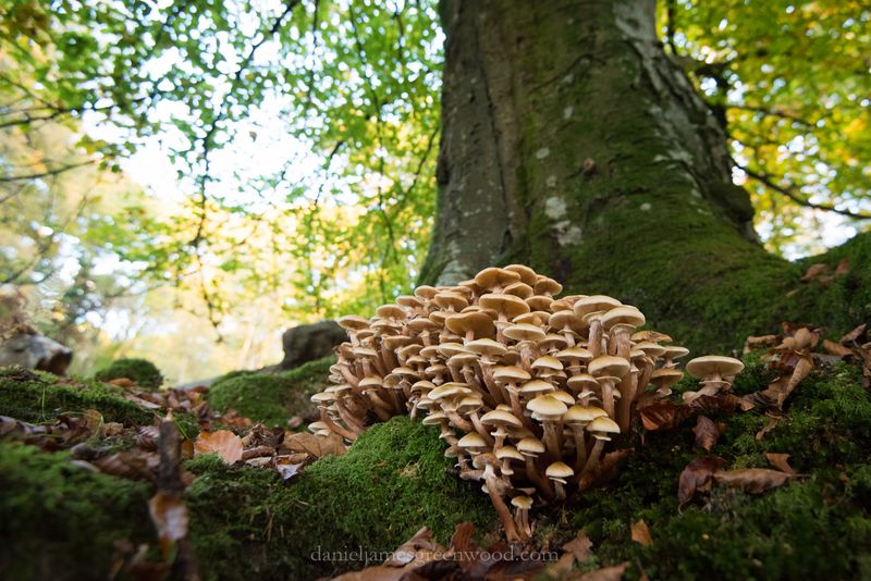 Fungal Network Preservation