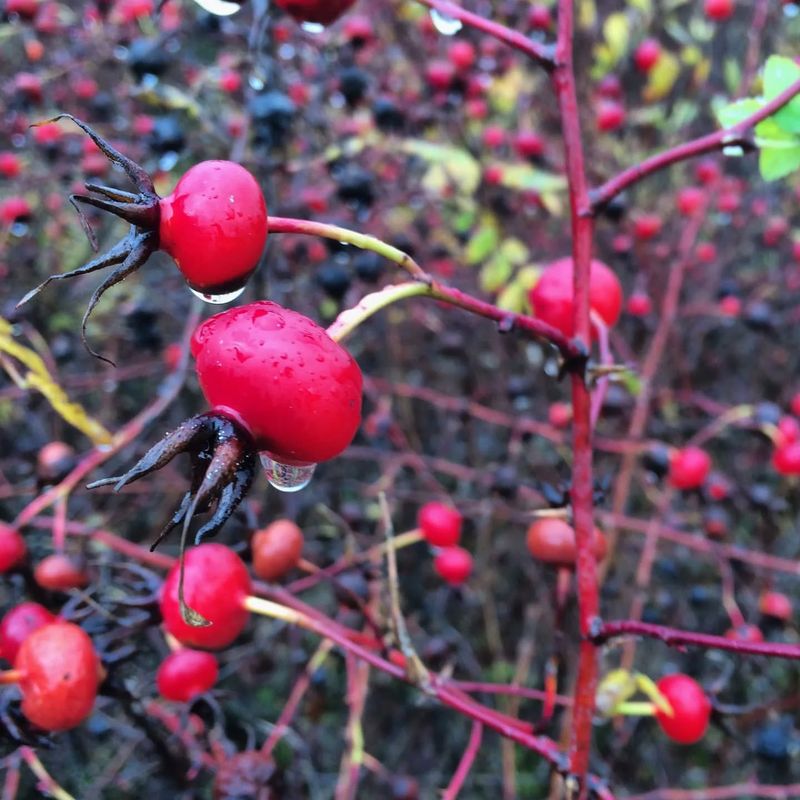 Nootka Rose (Rosa nutkana)