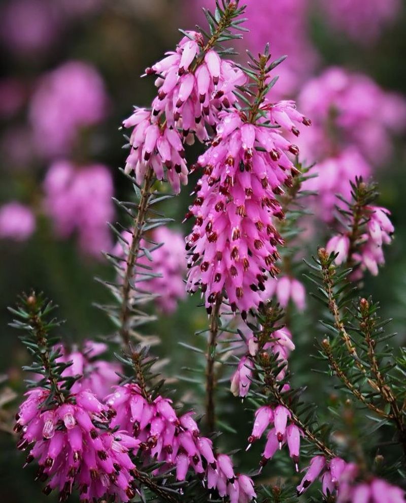 Heath And Heather