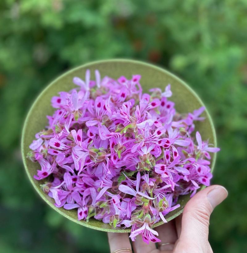 Scented Geraniums