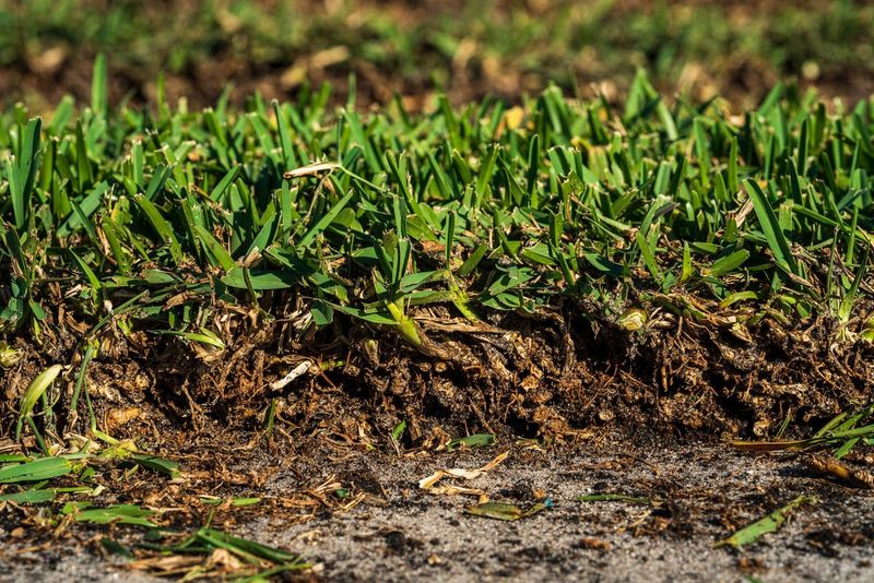 Poor Soil Preparation