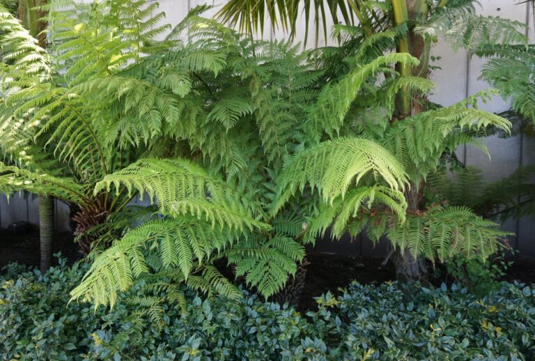 chain fern (featured image)