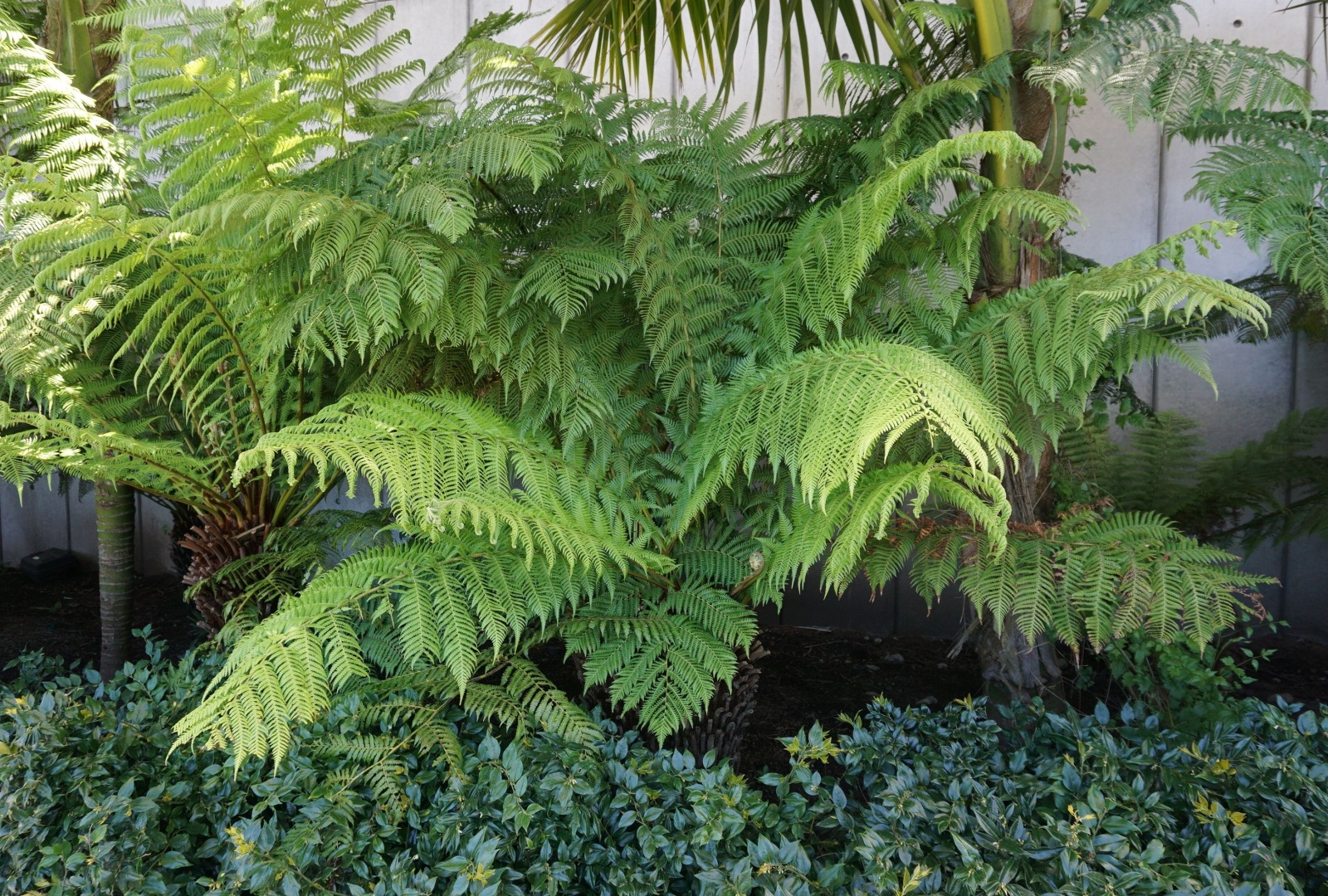 Soft Native Ferns That Might Add Texture To Portland Micro Forest Beds