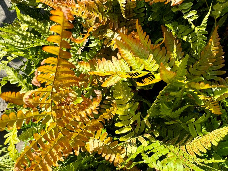 Autumn Fern (Dryopteris erythrosora)