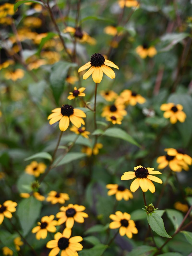 Disappearing Native Plants