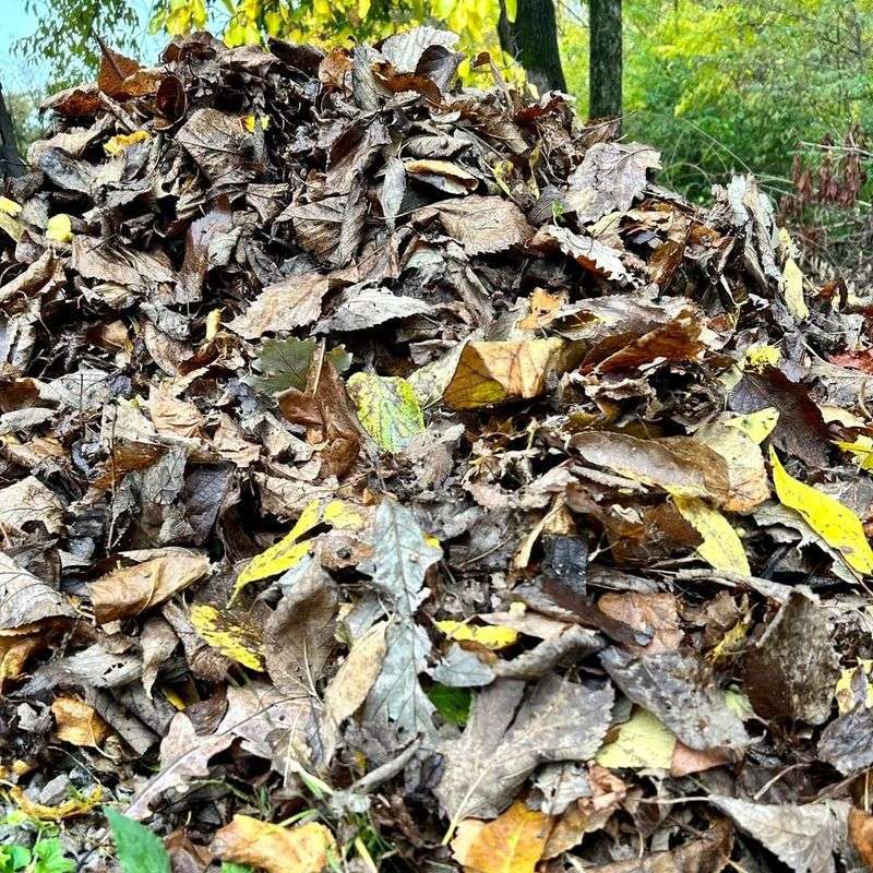 Reduced Carbon Footprint