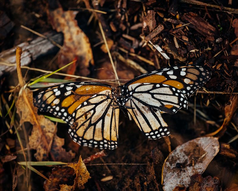 Butterfly Nurseries That Last Through Winter